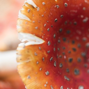 筑波実験植物園とその周辺14