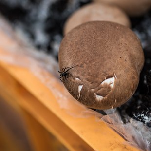 筑波実験植物園とその周辺15