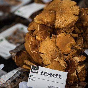 筑波実験植物園とその周辺16