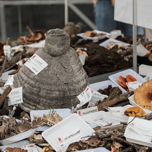 筑波実験植物園とその周辺17