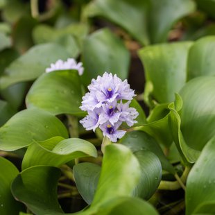 筑波実験植物園とその周辺18