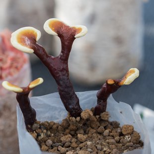 筑波実験植物園とその周辺19