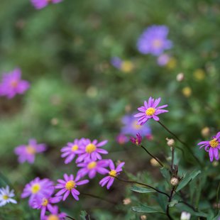 筑波実験植物園とその周辺20