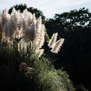 筑波実験植物園とその周辺21