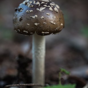 筑波実験植物園とその周辺22