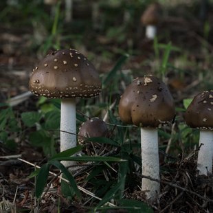 筑波実験植物園とその周辺23