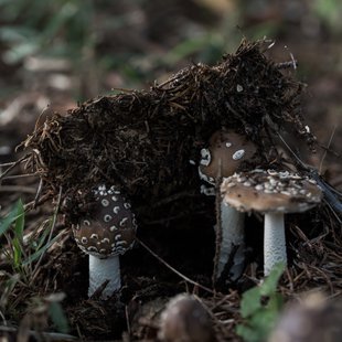 筑波実験植物園とその周辺24
