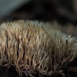 筑波実験植物園とその周辺25