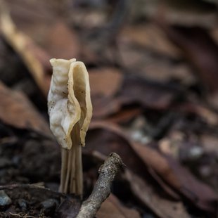 筑波実験植物園とその周辺26
