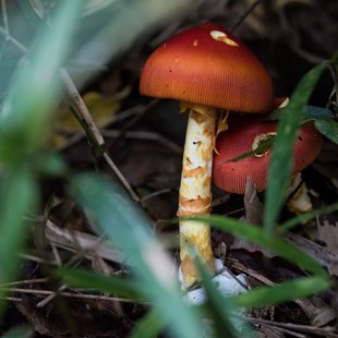 筑波実験植物園とその周辺27