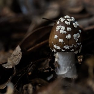 筑波実験植物園とその周辺28