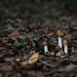 筑波実験植物園とその周辺29