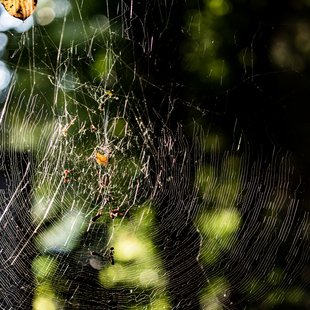 筑波実験植物園とその周辺30