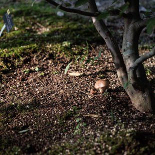筑波実験植物園とその周辺31