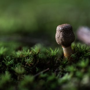 筑波実験植物園とその周辺32