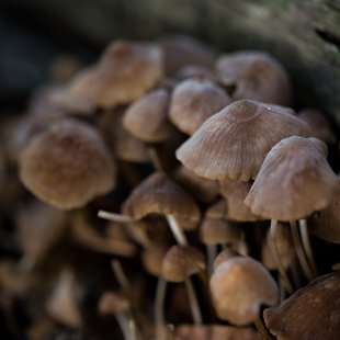 筑波実験植物園とその周辺33