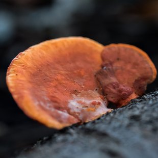 筑波実験植物園とその周辺34