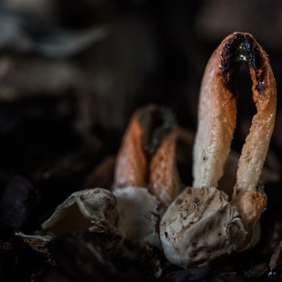 筑波実験植物園とその周辺35