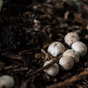 筑波実験植物園とその周辺36