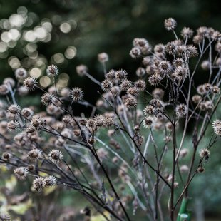 筑波実験植物園とその周辺37
