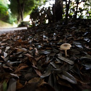 筑波実験植物園とその周辺39