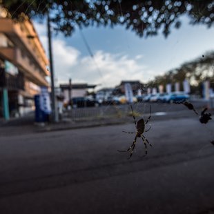 筑波実験植物園とその周辺40