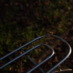 筑波実験植物園とその周辺41