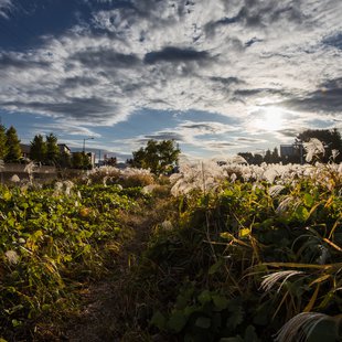和光市民祭り、外環上部丸山台広場1