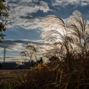 和光市民祭り、外環上部丸山台広場2