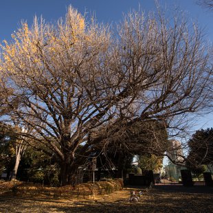 広尾、芝公園、アメ横、秋葉原など1