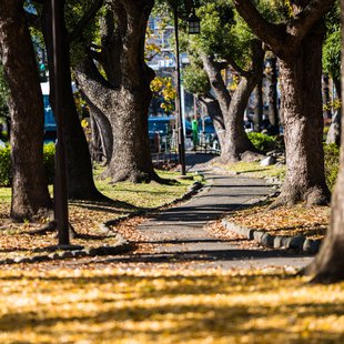 広尾、芝公園、アメ横、秋葉原など2