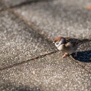 広尾、芝公園、アメ横、秋葉原など6