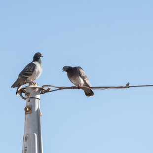 本年もよろしくお願いいたします