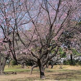 和光樹林公園10