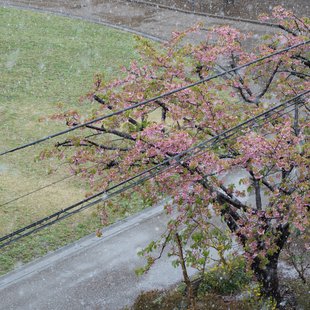 雪と桜