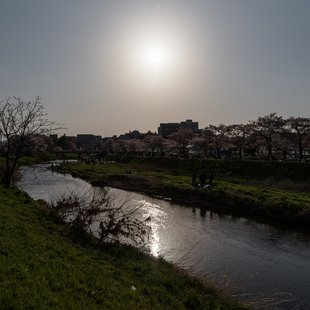 黒目川花まつり1