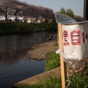 黒目川花まつり2