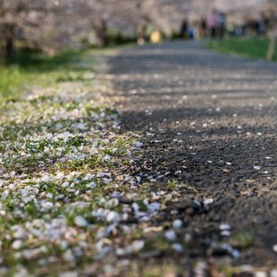 黒目川花まつり5