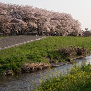 黒目川花まつり6