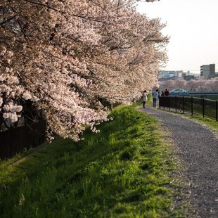 黒目川花まつり7