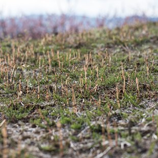 信州松代東条あんずまつり2