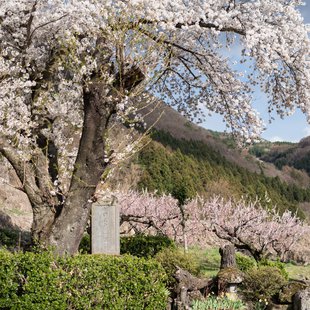 信州松代東条あんずまつり3