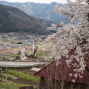 信州松代東条あんずまつり4