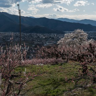 信州松代東条あんずまつり5