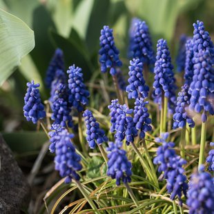 信州松代東条あんずまつり7