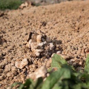 信州松代東条あんずまつり8