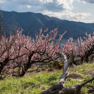 信州松代東条あんずまつり9