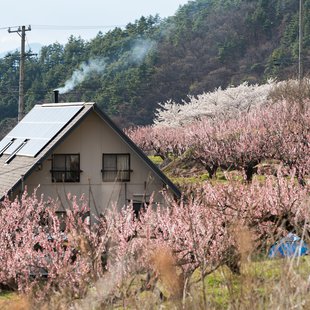 信州松代東条あんずまつり10