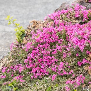 信州松代東条あんずまつり11