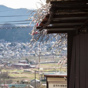 信州松代東条あんずまつり12